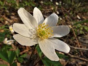 66 Anemone dei boschi  (Anemoides nemorosa) protagonista dei sentieri fioriti sopra casa